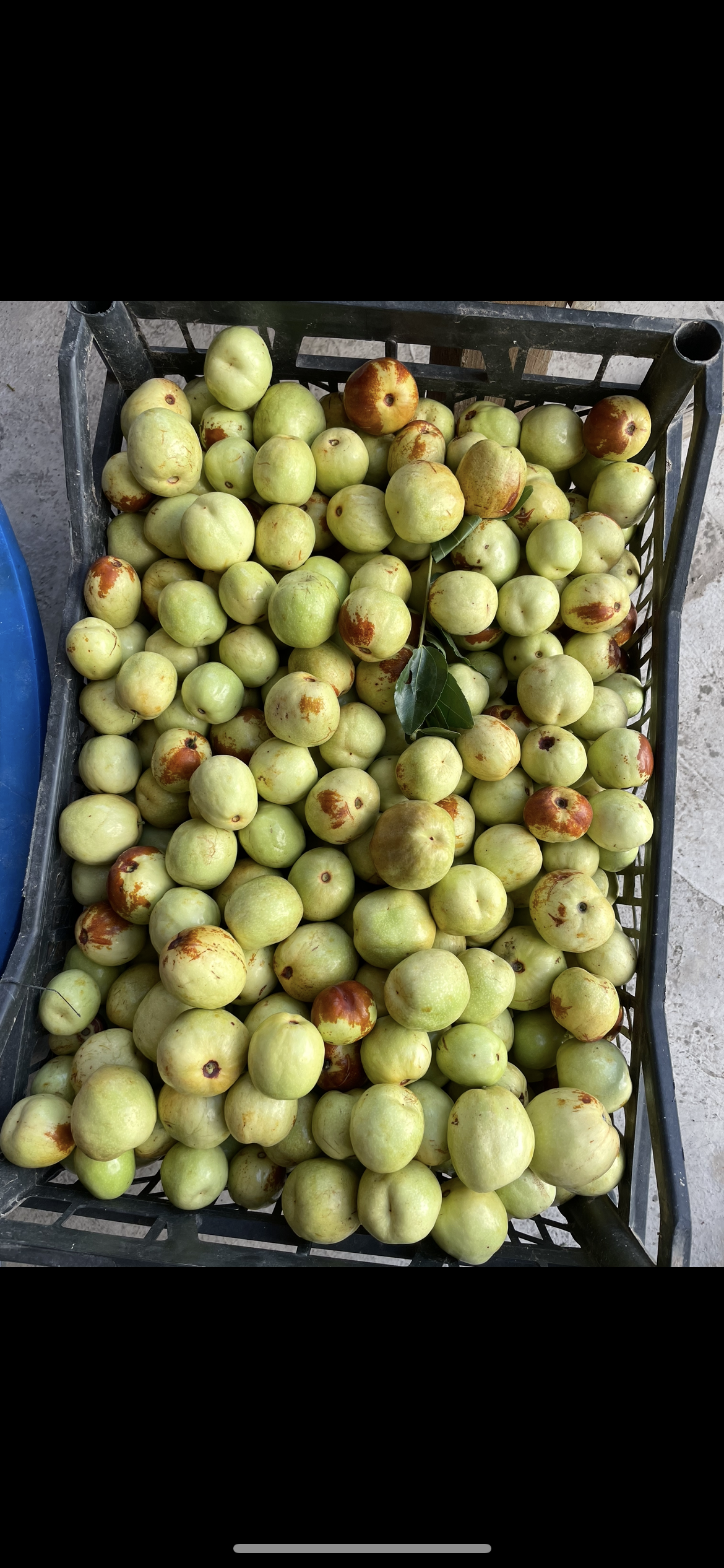 Olgun Hünnap meyvesi 10 Kg