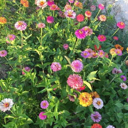 Zinnia Çiçek Tohumu