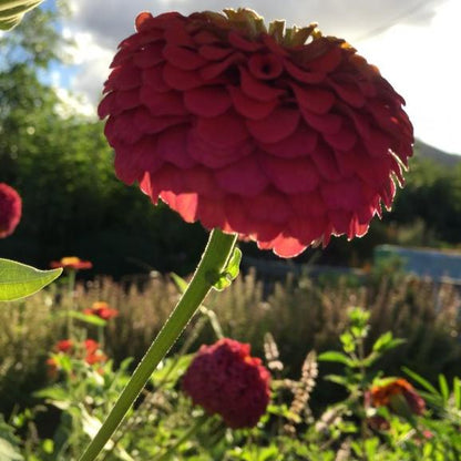 Zinnia Çiçek Tohumu