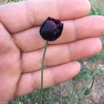 Siyah Gelincik Çiçeği Tohumu
