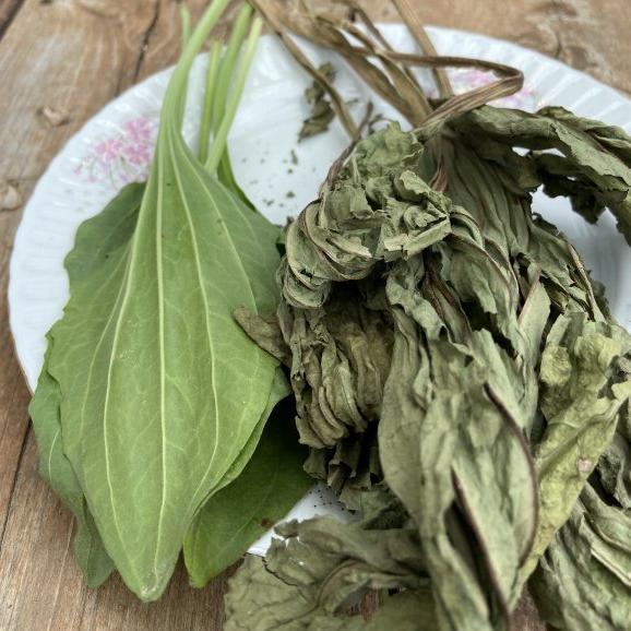 Damar Otu (Siğil Otu) tohumu
