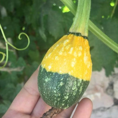 Altı Yeşil Süs Kabağı Tohumu