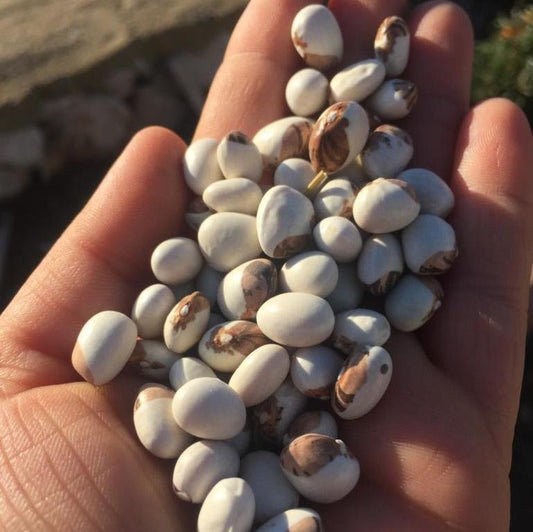 Yaşmaklı sırık  Fasulye Tohumu 30 gr